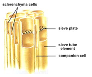 1689_companion cells.png